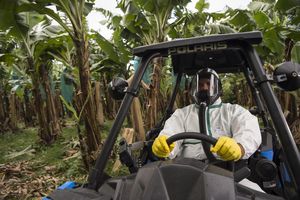 Arbeiter in Schutzkleidung und mit Atemschutzmaske fährt durch eine Bananenplantage