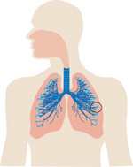 Anreicherung von körnigen Partikeln in den Lungenbläschen (Alveolen)
