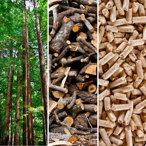 Transformation  from tree to wood pellets