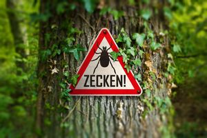 Zecken-Warnschild an einem efeubewachsenen Baumstamm im Wald