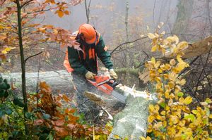 Forest worker wearing protective clothing saws up a tree trunk