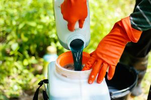 Person wearing protective gloves fills chemical into a larger container