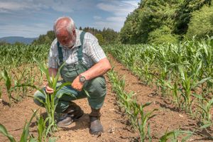 An einem sonnigen Tag kontrolliert ein Landwirt seinen Mais auf dem Feld, der in diesem Jahr schlecht und ungleichmäßig wächst.