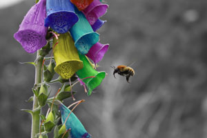 Bee approaching a flower with multicolor petals 