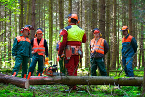 Waldarbeiter werden von einer Fachkraft für Arbeitssicherheit unterwiesen.
