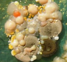 Mixed culture of molds