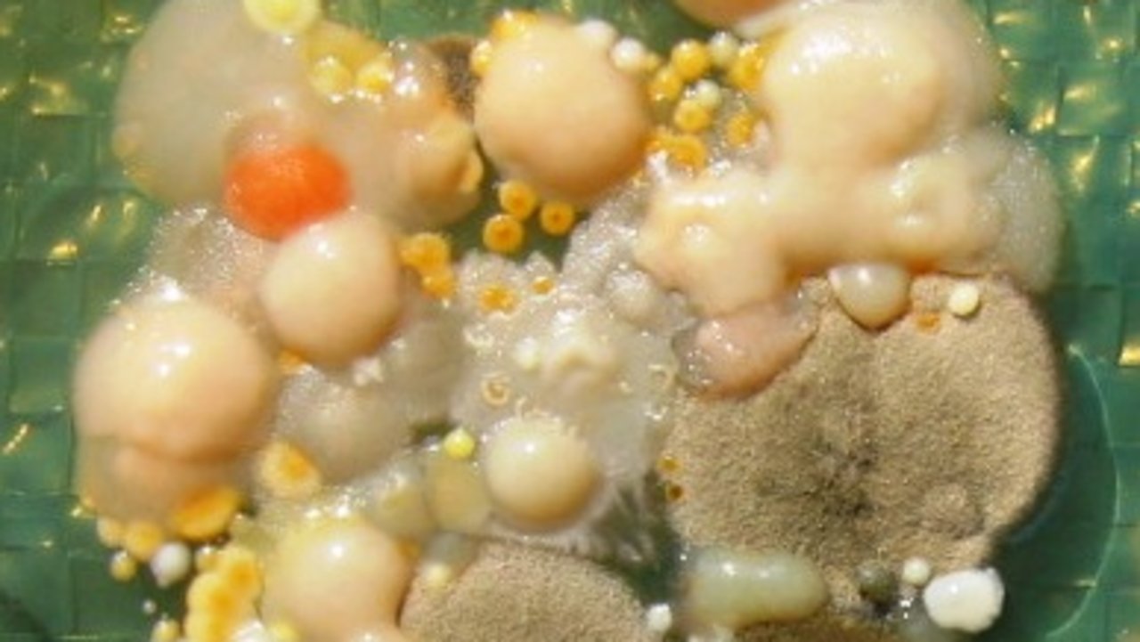 Mixed culture of molds