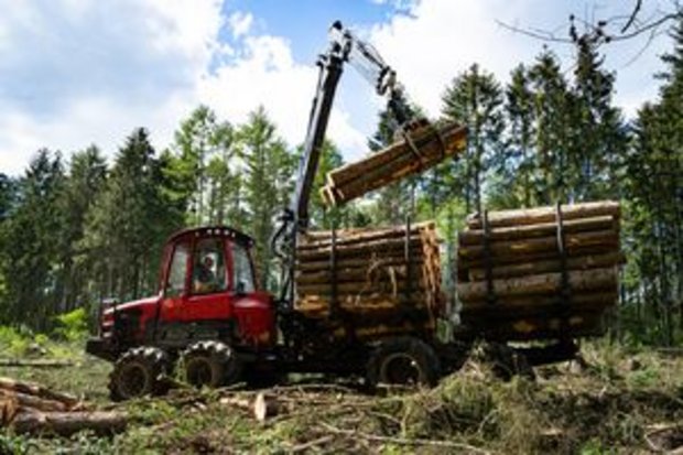 Forwarder clears deadwood from a forest