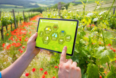Ein Landwirt bedient ein Tablet auf einem Gemüsefeld.